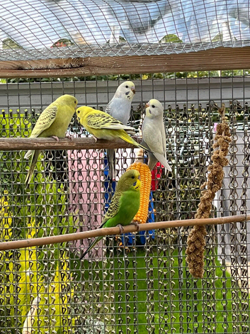 Budgies