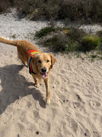 Golden Retriever only for STUD