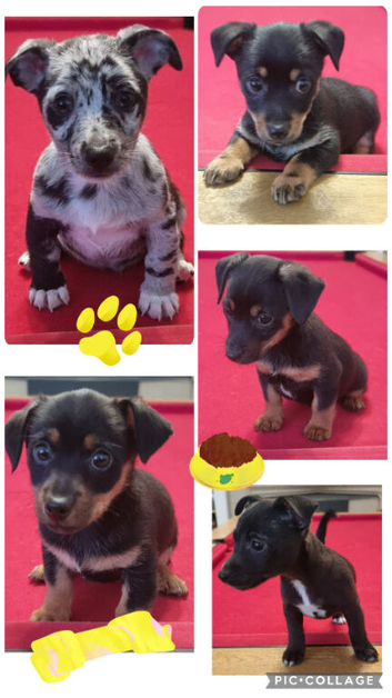 Jack Russell puppies