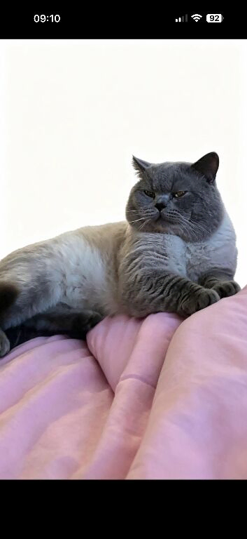 British shorthair