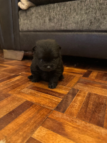 Pomeranian puppies