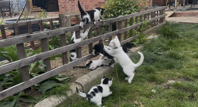 Fluffy, Happy, Healthy Kittens - NOW READY TO GO!