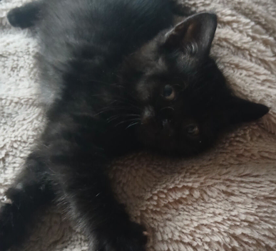 1 male bsh x bengal  available ,mum is full lilac bsh