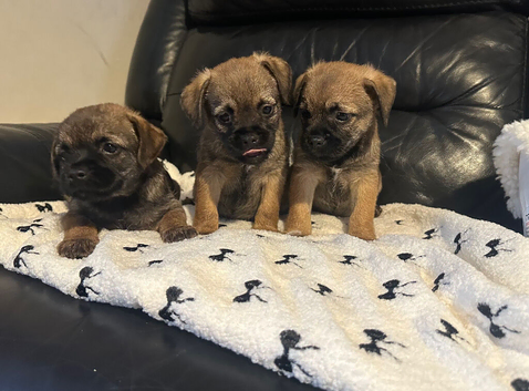 Stunning border terrier puppies