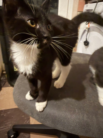Beautiful kittens ready for forever homes