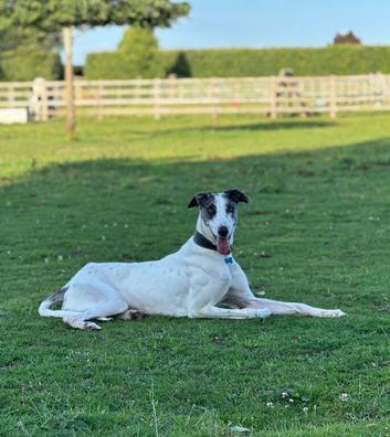 Handsome lurcher available for stud