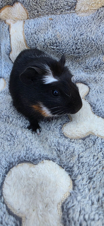 Two female baby guinea pigs