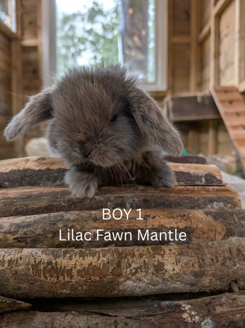 Gorgeous mini-Lop baby bunnies for sale