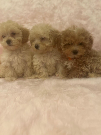 Adorable Maltipoo puppies
