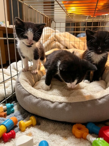 Kittens
