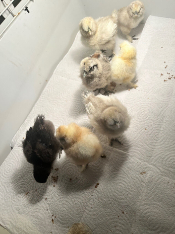 Silkies chicks