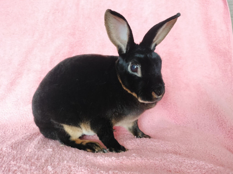 Mini rex for sale