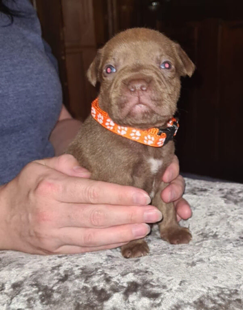 Staffy puppies