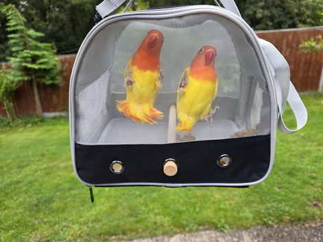 FISCHERS LOVEBIRDS
