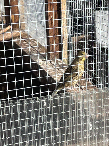 canaries for sale
