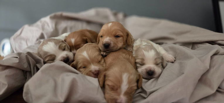 Cocker spaniel pups