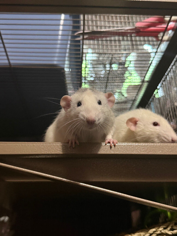 3 Male Rats