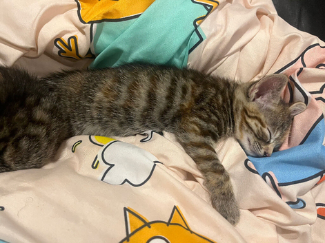 Beautiful tabby kittens available