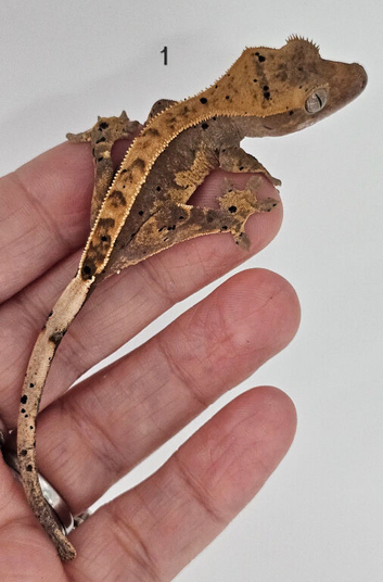 Crested Gecko Babies