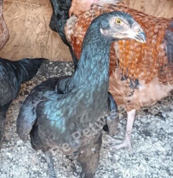 Aseel hens for sale