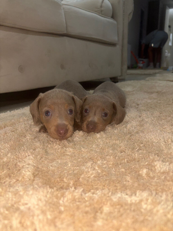 Gorgeous Isabella Dachshund Boys