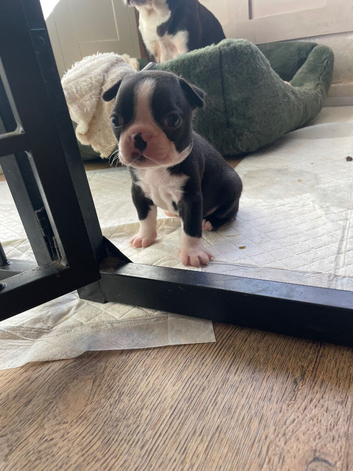 1 Exceptional Boston Terrier Pups - Outstanding Wildax & Skin Deep Bloodlines