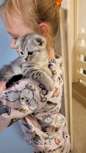 Scottish kittens