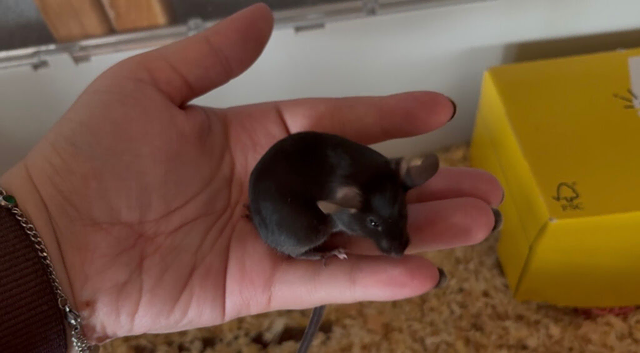 Baby male fancy mice for sale