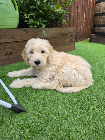 READY TO GO!!! Multigeneration Goldendoodle Puppies