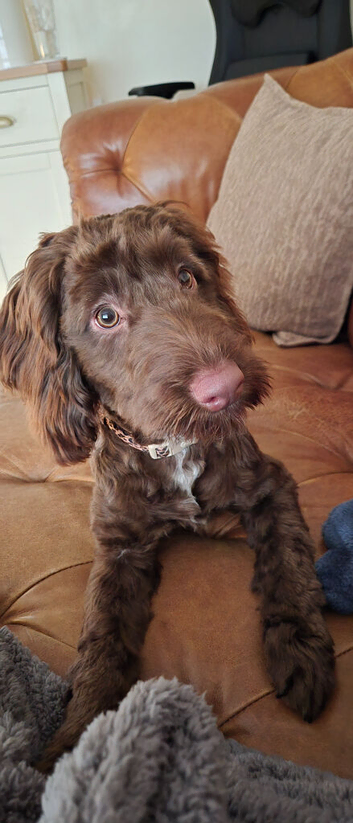 Coco needs a new home
