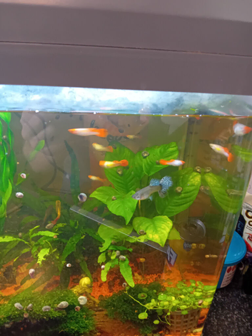 Guppies for sale