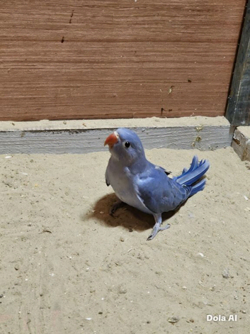 Baby ringneck
