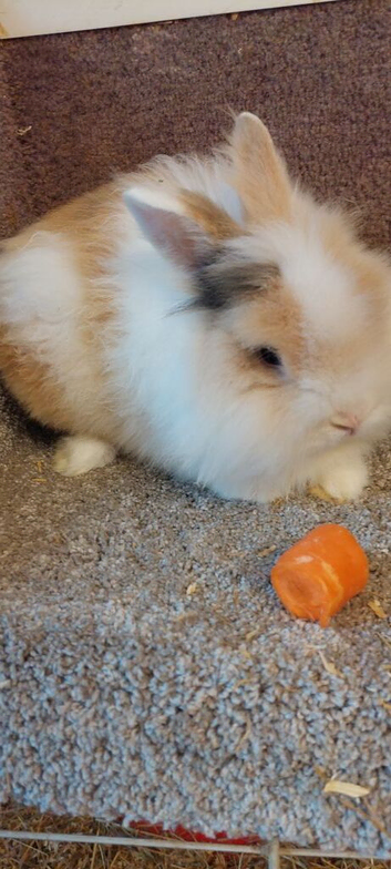 Beautifull Lionhead teddy buck