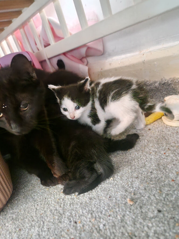 Here i have a bundle of kittens looking for there forever homes