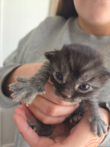 4 beautiful bengal cross kittens for sale