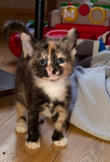 Kittens female and male