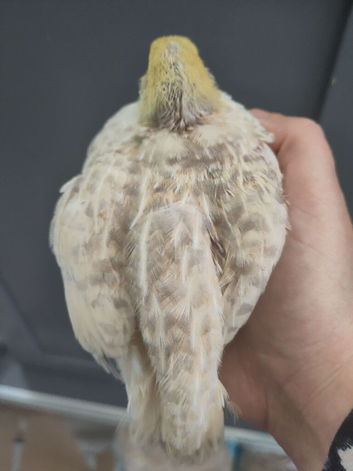 Male Japanese quail