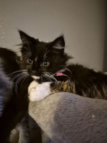 Maine coon kittens last 1