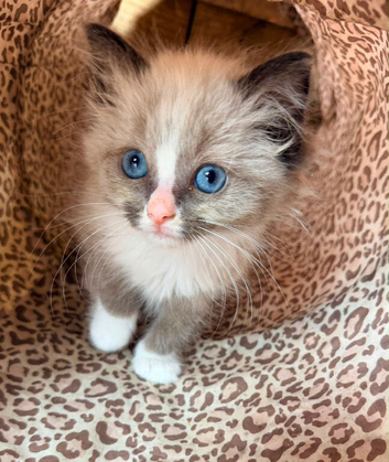 Adorable ragdoll kittens