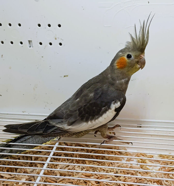 Beautiful Young Cockatiel now available for a new loving home
