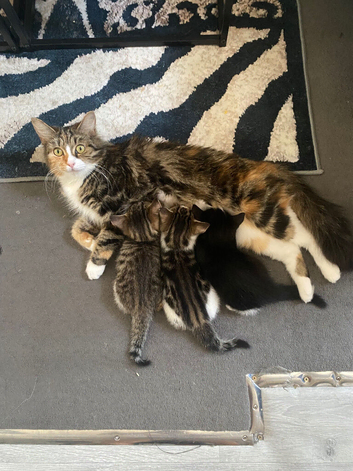I have 3 ragamuffins kittens for sale