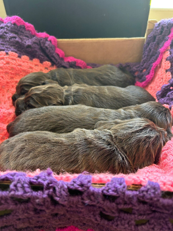 Cocker Spaniel full pedigree puppies for sale