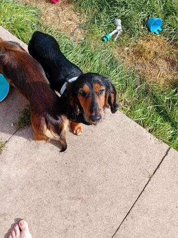 Black and tan long haired boy 18 month