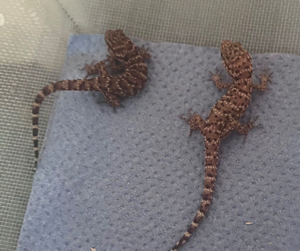 Bynoe geckosx2