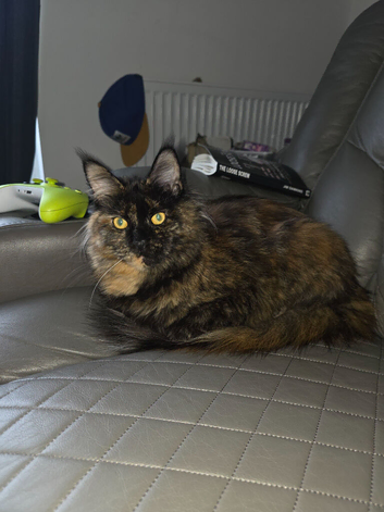 Maine coon female