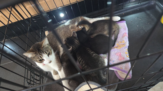 Boy kitten ready to leave now