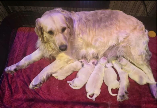 Beautiful KC reg Golden Retriever Puppies 1 boy 3 girls.
