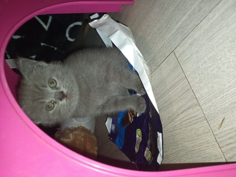British shorthair 6 weeks