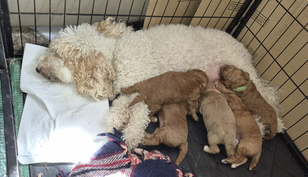 4 beautiful female cockapoos for sale