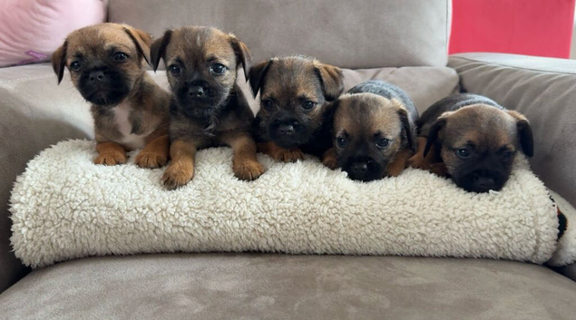 Gorgeous KC registered border terrier puppies